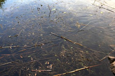 Su altı bitkileri ve kuru çubuklar temiz gölet suyunda gökyüzü yansıması, doğa için ideal arka planlar, tatlı su ekosistemleri ve su bitkisi temaları