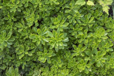 Taze yeşil sedum bitkisinin üst görüntüsü yoğun bir doğal arkaplan oluşturuyor. Çevre dostu tasarım, bahçıvanlık ve doğa temaları için ideal..