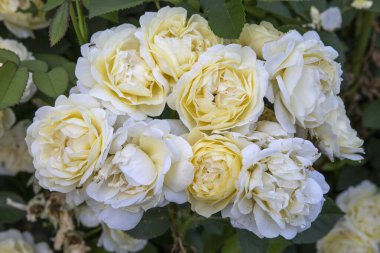 Yaz bahçesinde çiçek açan krema gülleri. Narin taç yaprakları ve doğal güzellikler. Çiçek arkaplanları, romantik temalar ve doğa fotoğrafçılığı için idealdir..