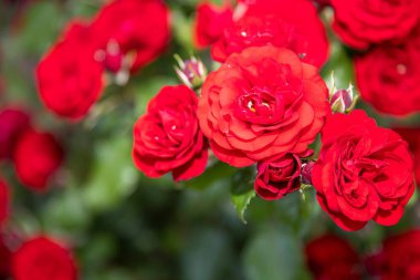 Yaz bahçesinde çiçek açan kırmızı güller. Parlak yapraklar ve yeşil yapraklar, çiçekli arka planlar, aşk ve romantizm ve doğa fotoğrafçılığı için ideal..