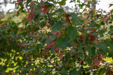 Akçaağaç dalları, kırmızı kanatlı tohumlar ve yeşil yapraklarla bir yaz bahçesinde. Doğa temaları ve eko tasarımı için doğal arkaplan.