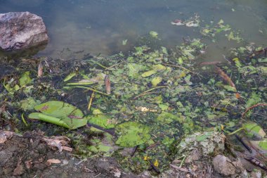 Sakin bir göletin yüzeyinde yüzen yosunlar ve suya yansıyan bulutlar. Doğa, su kirliliği ve çevre geçmişi.