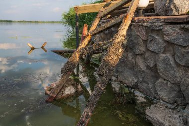 Zebra midyesi ve alglerle kaplı paslı metal merdiven taş setin yanındaki göle batırılmış. Su kirliliği kavramı, istilacı türler, çevre sorunları, doğa.
