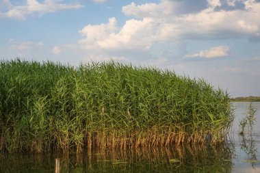 Mavi gökyüzünün altında bulutlu sakin bir gölün kıyısında büyüyen uzun yeşil sazlıklar. Sudaki yansıma, yaz doğası, sulak arazi bitkileri, ekolojik kavramlar için huzurlu manzara..