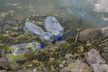 Kıyıya yakın kirli sularda yüzen üç plastik şişe ve yeşil algler. Su kirliliği, çevre sorunları ve doğa koruma kavramı.