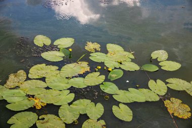 Temiz göl suyunda yüzen yeşil nilüferler ve algler, yakın plan. Doğal su bitkileri, yaz doğası geçmişi, çevresel ekosistem, tatlı su bitkileri, gölet manzarası.