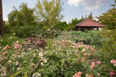 Turuncu zambaklar, bir yaz bahçesinde, ahşap bir ev ve çardağın yanında çiçek açıyor. Yeşillik, çiçekler ve rahatlama ve bahçe kavramları için rahat bahçe manzarası..