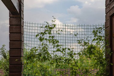 Arkaplanda bulutlu bir gökyüzü olan plastik bir tel örgüye tırmanan yeşil bir asma. Yaz bahçesi manzarası, dikey bahçe ve çevre dostu çevre düzenlemesi kavramı..