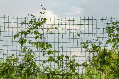 Arkaplanda bulutlu bir gökyüzü olan plastik bir tel örgüye tırmanan yeşil bir asma. Yaz bahçesi manzarası, dikey bahçe ve çevre dostu çevre düzenlemesi kavramı..