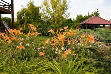 Turuncu zambaklar, bir yaz bahçesinde, ahşap bir ev ve çardağın yanında çiçek açıyor. Yeşillik, çiçekler ve rahatlama ve bahçe kavramları için rahat bahçe manzarası..