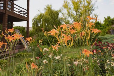 Geniş pencereli, modern ahşap bir evin yakınındaki canlı bir yaz bahçesinde çiçek açan turuncu zambaklar. Bahçe işleri ve ev dekorasyonu için güzel peyzaj, çiçekler ve yemyeşil alanlar..
