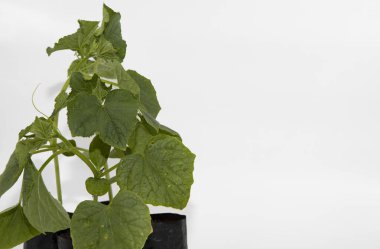 Açık arkaplanda siyah plastik kaplarda üç yeşil salatalık tohumu. Bahçe işleri, sebze yetiştirme ve eko tarım kavramı.