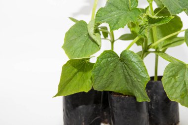 Açık arkaplanda siyah plastik kaplarda üç yeşil salatalık tohumu. Bahçe işleri, sebze yetiştirme ve eko tarım kavramı.