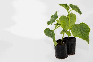 Arka planda siyah plastik kaplarda iki genç salatalık. Bahçe işleri, organik tarım ve tohum yetiştirme kavramı.