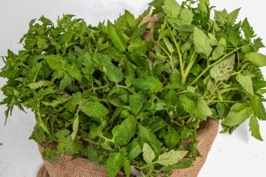 Kırsal bir çuval içinde yemyeşil yapraklı taze domates fideleri. Ev bahçe işleri, organik tarım ve çevre dostu yaşam tarzı kavramı.