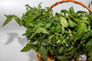 Hasır sepete konmuş taze yeşil domates tohumları. Ev bahçıvanlığı, eko yaşam tarzı, organik bitkiler ve sağlıklı gıda ekimi kavramı..