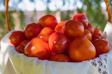 Hasır sepetin içinde beyaz bir bezle taze toplanmış kırmızı domatesler, açık havada güneş ışığında yakalandılar. Hasat, organik gıda, yaz bahçesi ve sağlıklı yaşam tarzı kavramı..
