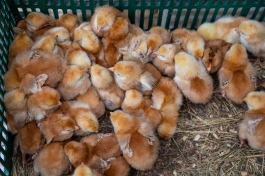 Yeşil plastik bir sandığa tıkıştırılmış sarı ve kahverengi tüylü yavru bir grubun üst görüntüsü. Yeni hayatın sembolü, çiftçilik ve hayvan bakımı..