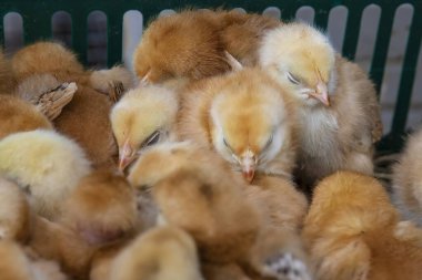 Kapalı gözlü, yeşil bir sandıkta kucaklaşan yeni doğmuş pofuduk yavruların yakın çekimi. Sıcaklık, bakım, kümes hayvancılığı ve çiftlikteki erken yaşam kavramı..