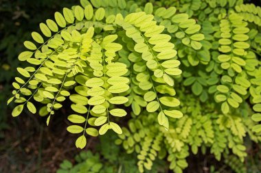 Güneş ışığındaki parlak yeşil akasya yapraklarının detaylı görüntüsü doğayı, yazı ve çevresel tazeliği sembolize ediyor. Geçmişler, ekolojik kavramlar ve botanik temaları için mükemmel..