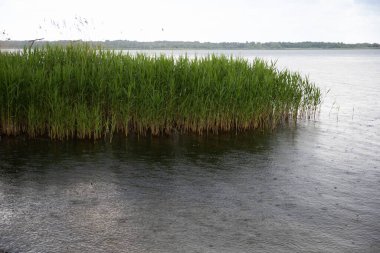 Yaz yağmurunda göl kıyısında yeşil sazlıklar. Suda yağmur damlaları olan doğal sulak arazi manzarası. Rahatlama, ekoloji ve doğa temaları için sakin bir manzara.