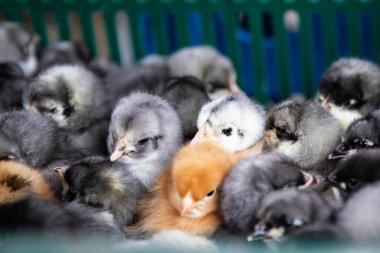 Bir grup tüylü civciv yakın çekim, bir parlak sarı civciv bir çok koyu gri olanlar arasında duruyor. Bireysellik, eşsizlik ve farklılık kavramı.