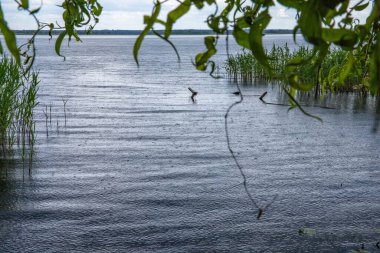 Yağmur sırasında dalgalanma ve yağmur damlalarıyla dolu bir gölün yüzeyinde. Suyun üzerinde sazlıklar ve yansımalarla sakin ve kasvetli bir atmosfer..