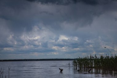Yağmur sırasında dalgalanma ve yağmur damlalarıyla dolu bir gölün yüzeyinde. Suyun üzerinde sazlıklar ve yansımalarla sakin ve kasvetli bir atmosfer..