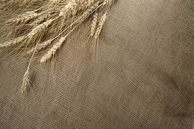  Elektrikli matkap ahşap çivi deliğinde pilot deliği oluşturuyor