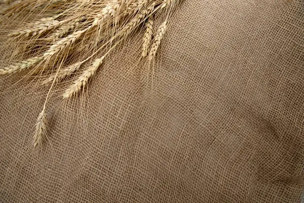  Elektrikli matkap ahşap çivi deliğinde pilot deliği oluşturuyor