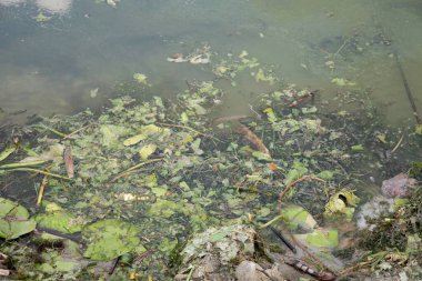 Gölet suyunda yağmur damlaları yüzen yapraklar, yosun yığınları ve enkaz parçaları ile dalgalanır..