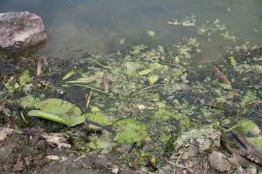 Gölet suyunda yağmur damlaları yüzen yapraklar, yosun yığınları ve enkaz parçaları ile dalgalanır..