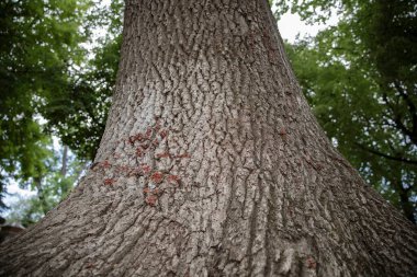 Güneşli bir tepe örtüsüne uzanan bir meşe ağacının dokulu kabuğuna vurgu yaparak lowangle görünümü.
