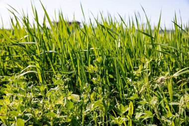 Güneş ışığıyla aydınlatılan uzun yeşil çimenlerin yakın çekimi, canlı bir doğal doku ve eko, tasarım ve mevsimsel kavramlar için tam çerçeve arkaplan oluşturur..