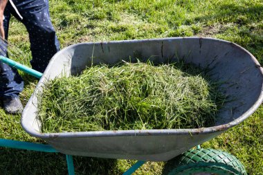 Güneşli bir çimenlikte taze kesilmiş çimlerle dolu metal el arabası, insan ve kısmen görünür. Bahçe bakımı, bahçe temizliği, gübreleme ve mevsimlik bakım teması.
