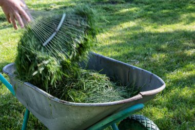 Taze çimen parçalarıyla dolu metal el arabası güneşli bir çimenlikte arka planda bulanık tırmıkla gezen insan. Bahçe bakımı, bahçe temizliği, gübreleme ve mevsimsel bakım kavramı.