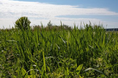 Güneş ışığıyla aydınlatılan uzun yeşil çimenlerin yakın çekimi, canlı bir doğal doku ve eko, tasarım ve mevsimsel kavramlar için tam çerçeve arkaplan oluşturur..