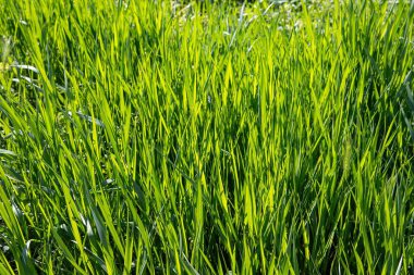 Güneş ışığıyla aydınlatılan uzun yeşil çimenlerin yakın çekimi, canlı bir doğal doku ve eko, tasarım ve mevsimsel kavramlar için tam çerçeve arkaplan oluşturur..