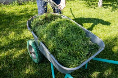 Güneşli bir çimenlikte taze kesilmiş çimlerle dolu metal el arabası, insan ve kısmen görünür. Bahçe bakımı, bahçe temizliği, gübreleme ve mevsimlik bakım teması.