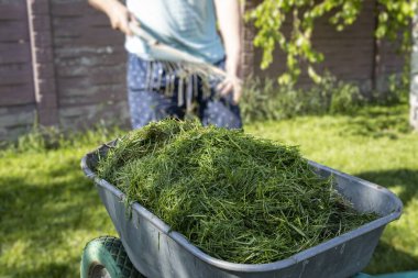 Güneşli bir çimenlikte taze kesilmiş çimlerle dolu metal el arabası, insan ve kısmen görünür. Bahçe bakımı, bahçe temizliği, gübreleme ve mevsimlik bakım teması.