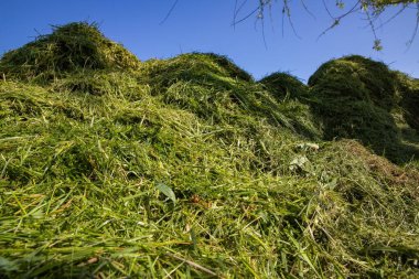 Açık mavi gökyüzüne karşı geniş taze kesilmiş çimen yığınları, alçak açı. Çim biçme, bahçe temizliği, gübreleme ve ekolojik geri dönüşüm sembolü.