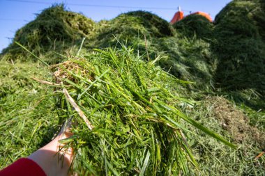 Açık mavi gökyüzüne karşı geniş taze kesilmiş çimen yığınları, alçak açı. Çim biçme, bahçe temizliği, gübreleme ve ekolojik geri dönüşüm sembolü.