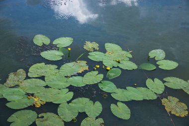 Küçük sarı su nilüferleri içeren yeşil nilüferler, yumuşak doğal ışık altında, sakin ve karanlık bir gölet yüzeyinde yüzerler..