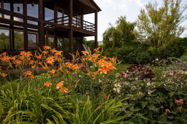 Kırsal iki katlı ahşap bir ev. Geniş pencereli. Canlı turuncu zambaklardan oluşan bir bahçe ve yumuşak doğal ışık altında çiçek açan bitkiler..