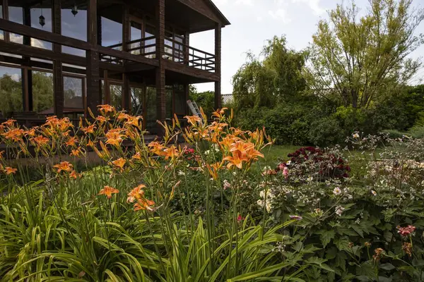 Kırsal iki katlı ahşap bir ev. Geniş pencereli. Canlı turuncu zambaklardan oluşan bir bahçe ve yumuşak doğal ışık altında çiçek açan bitkiler..