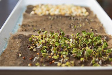 Tepside ıslak bir paspasın üzerinde mikroçim filizleri. Sağlıklı beslenme, vitamin ve bahçe işleri kavramı.