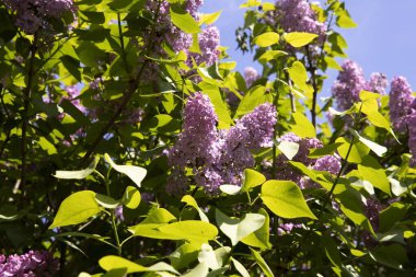 Yeşil yapraklı canlı mor leylak çiçeklerinin üzerinde oturan bir kelebeğin yakın çekimi. Renk ve yaşamla dolu doğal bahar sahnesi.