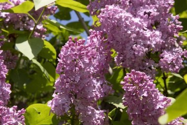 Mavi gökyüzünün altında parlak yeşil yapraklarla çiçek açan leylak çiçekleri. Bahar doğası, parfüm, güzellik ve bahçıvanlık kavramı.
