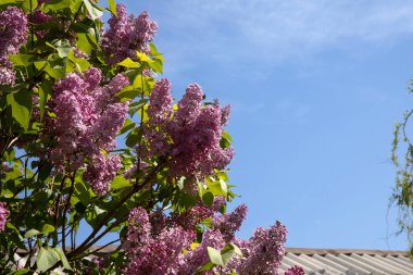 Mor çiçeklerle kaplı bir leylak ağacının dalları parlak mavi bir gökyüzüne karşı. Renkli çiçekli doğal bahar bahçesi sahnesi.