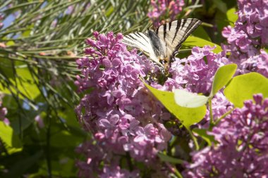 Güneş ışığında çiçek açan leylak çiçeklerinin üzerinde oturan bir kelebeğin yakın çekimi. Bahar doğası, tozlaşma, güzellik ve vahşi yaşam kavramı.